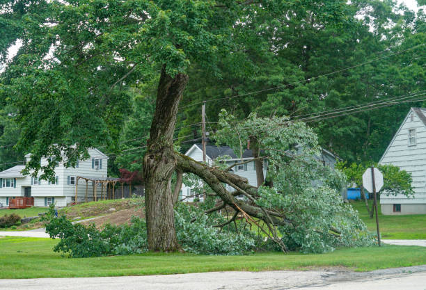 Best Stump Grinding and Removal  in Lake Stickney, WA